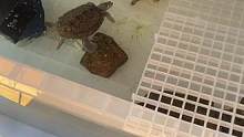 二狗子求偶小苹果#好面善的小乌龟 #龟龟 #小乌龟 #养龟人 #养龟日常
