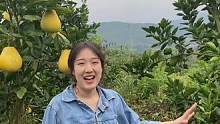江西三宝 金兰柚成熟啦#金兰柚