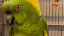真是一只痴情的鹦鹉 网友：可惜跟了一个五音不全的主人 压制了它的天赋