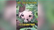 大熊猫花花近照曝光，流哈喇子吐舌头戏逗游客，软软糯糯萌化众人