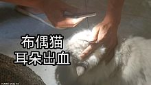 耳朵出血？带去医院看看