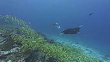 海底世界奇奇怪怪可可爱爱
#潜水 #马尔代夫 #水下摄影