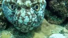 章鱼的伪装。用身上眼睛般的花纹，把自己“变”成水中巨兽