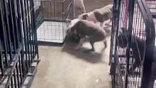 这么小就开始打架了了 斯塔福打架#斯塔福 #萌宠 #护卫犬 #小奶狗 #这样的小奶狗谁不爱
