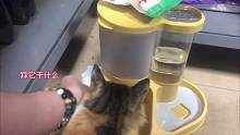 给我家猫买了个好东西 哈哈哈
