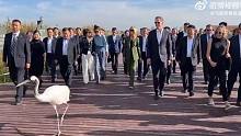 加州州长在盐城游览时丹顶鹤充当“导游”