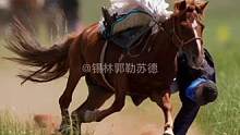 跑马拾哈达，人马合一#骑马 #蒙古马