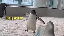 可爱企鹅在极地公园走路“如履薄冰” 怎么也走不出 这滑滑的世界