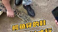 鳄鱼穿的鞋都得定制才行#鳄鱼 #鳄珍 #鳄鱼养殖场
