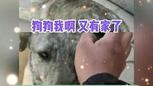 狗狗我啊又有家了#娱乐评论大赏 #狗狗 #宠物 #万万没想到 #感动