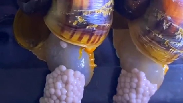 螺丝是如何生宝宝的？福寿螺的卵是粉红色的。