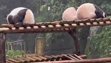 可可爱爱没有脑袋，典型的顾头不顾腚呀～ #大熊猫  #可爱  #治愈