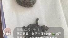 麝香小煤球#好面善的小乌龟 #龟龟 #养龟人 #麝香龟