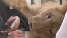 11月4日，山东烟台，穆女士在马家庄动物园拍到狮子向饲养员撒娇。网友： 太黏人了，和自家胖猫一模一样