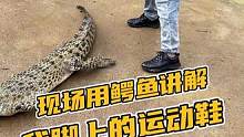 现场用鳄鱼讲解我脚上的运动鞋#鳄鱼 #鳄珍 #鳄鱼养殖场