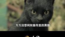 到底是特效还是真实拍摄 #妖猫传 中的猫也太真实了吧#猫 #电影 #娱乐评论大赏 #陈凯歌 #幕后 