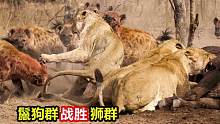 鬣狗群居然战胜了狮群#鬣狗 #狮子 #动物 #野生动物零距离 #动物世界