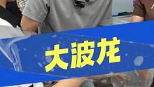 400一只的大波龙领回家咯 #答题 #知识问答 #波士顿龙虾