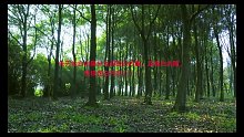 白内障的类型（4）