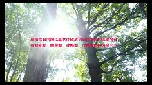 白内障的类型（12）