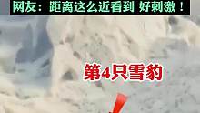 游客在新疆拍到4只雪豹同时出现，网友：距离这么近看到 好刺激！来源：@新疆网 
（编辑：那尔阿提）