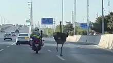 一只鸵鸟早高峰在高架上狂奔，交警紧追几十公里……网友：赶去上班打卡吗