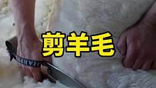 人工剪剪羊毛和电动剪练出来会有什么不一样的呢#剪羊毛 #羊毛剪  #用真心遇见你