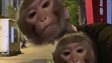 这俩猴看呆啦