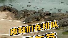 皮鞋们在排队吃下午茶#鳄鱼 #鳄珍 #鳄鱼养殖场