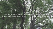 什么是支气管炎？(十五)