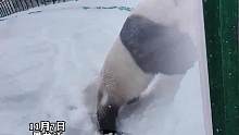 在东北的大熊猫“思嘉”在雪地里满地打滚，奔跑，撒欢儿，停不下来。像极了第一次看见雪的南方孩子！#下雪