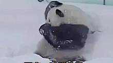 #大熊猫思嘉玩雪 #当大熊猫遇到下雪天 下雪天疯狂的大熊猫思嘉玩雪玩太嗨了~