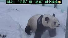 大熊猫”佑佑“和”思嘉：对雪的不同反应。
2016年7月，这对国宝从四川“跳槽”到黑龙江。它们都是“