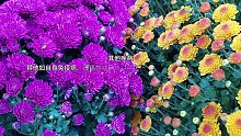 结节性红斑病因（5）