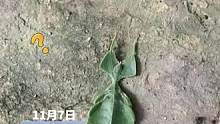 网友拍到酷似树叶的神奇小动物
你知道这是什么虫吗