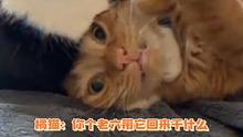 橘猫：I'm fine，非常fine......