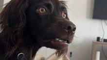 一男子一天哭四次吓到自己抚慰犬 抚慰犬：我当初应该选择导盲专业