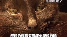 太感人了！谁说猫咪什么都不懂的#猫咪 #宠物