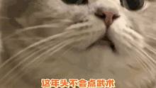 咱就是说猫猫我啊讨口吃的真不易啊