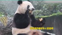 日本大熊猫铁粉来川看香香，满眼感动和思念，已拍摄大熊猫3371天 #大熊猫香香 #明星八卦