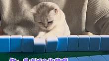 猫：想赢就得听我的#麻将 #猫咪 #搞笑 #娱乐评论大赏 #小猫咪能有什么坏心眼