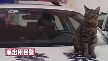 贵州一派出所来了只猫咪警长，能抓老鼠能站岗！