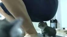 主人做深蹲时砸到小奶猫脑袋 不敢想象小猫的视角得有多恐怖