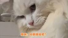 猫咪天生反骨，主打一个不随你愿哈哈哈