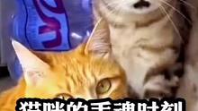 盘点那些猫咪的丢魂时刻，我看见太奶奶了#不干人事 #猫咪的迷惑行为 #猫：你什么意思 #谁能拒绝傻憨