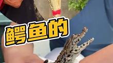 鳄鱼的一生是怎么度过的，你真的知道吗？看完你就明白了。#鳄鱼 #鳄鱼养殖场 #鳄珍鳄鱼园