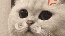 一只超级生气的#猫猫 ，想刀一个人的眼神是藏不住的~