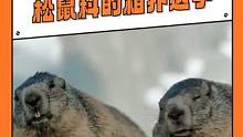 土拨鼠你相扑挺厉害的哈#动物#动物的迷惑行为 #搞笑