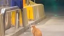 高速收费口被猫咪占了道 收费员再三挥手也赶不走