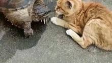 甲鱼和猫咪近距离对峙 上一秒还稳如泰山 下一秒反应速度一个比一个快